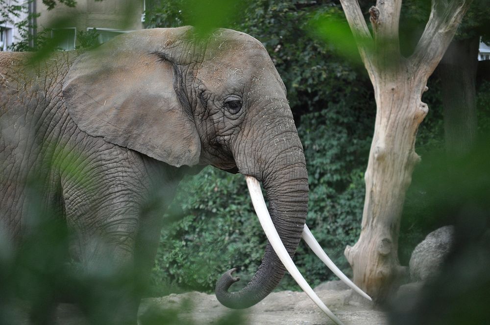 Elephant, animal & wildlife image. Free public domain CC0 photo.