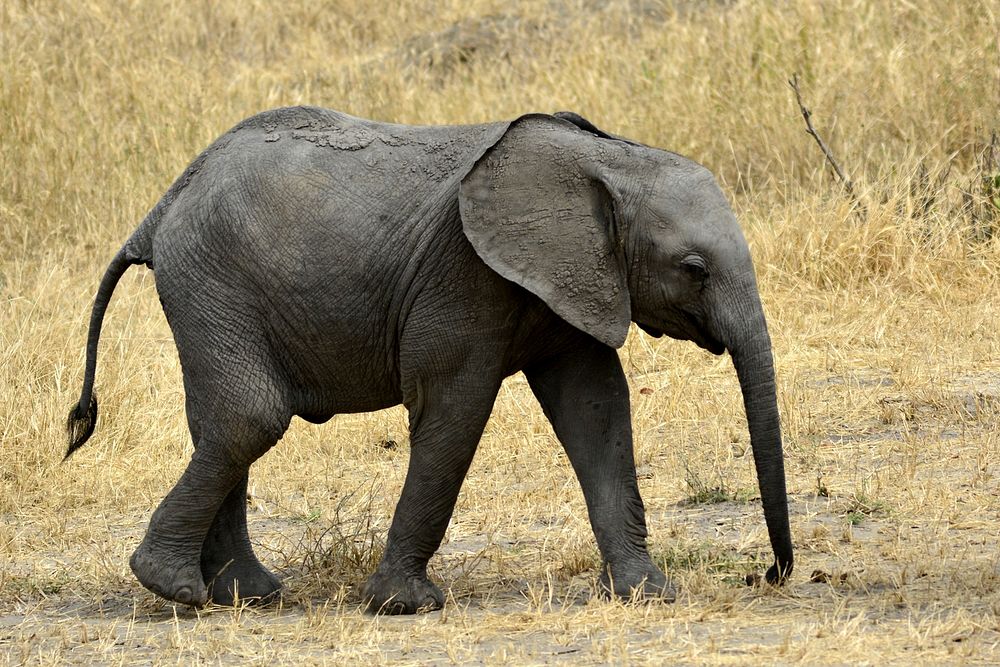 African elephant walking at the savanna. Free public domain CC0 photo.