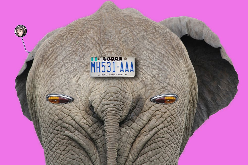 Elephant with car number plate. Free public domain CC0 photo.