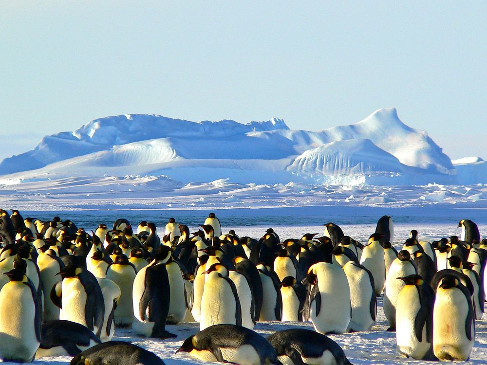 Group of emperor penguin standing. Free public domain CC0 photo.