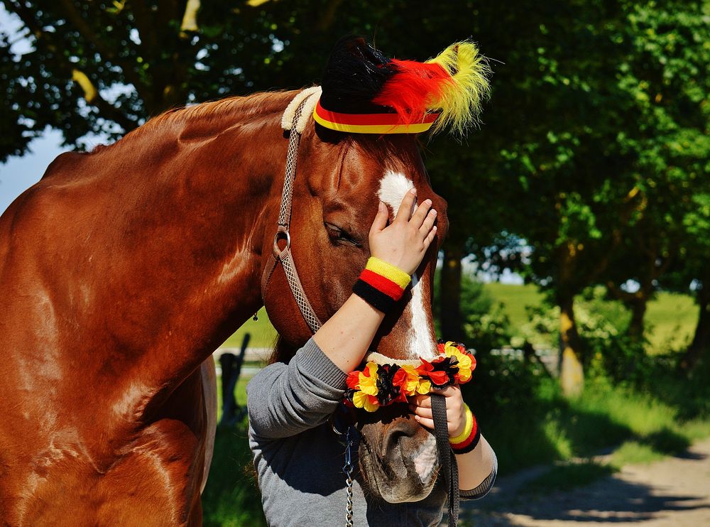 German horse. Free public domain CC0 photo.