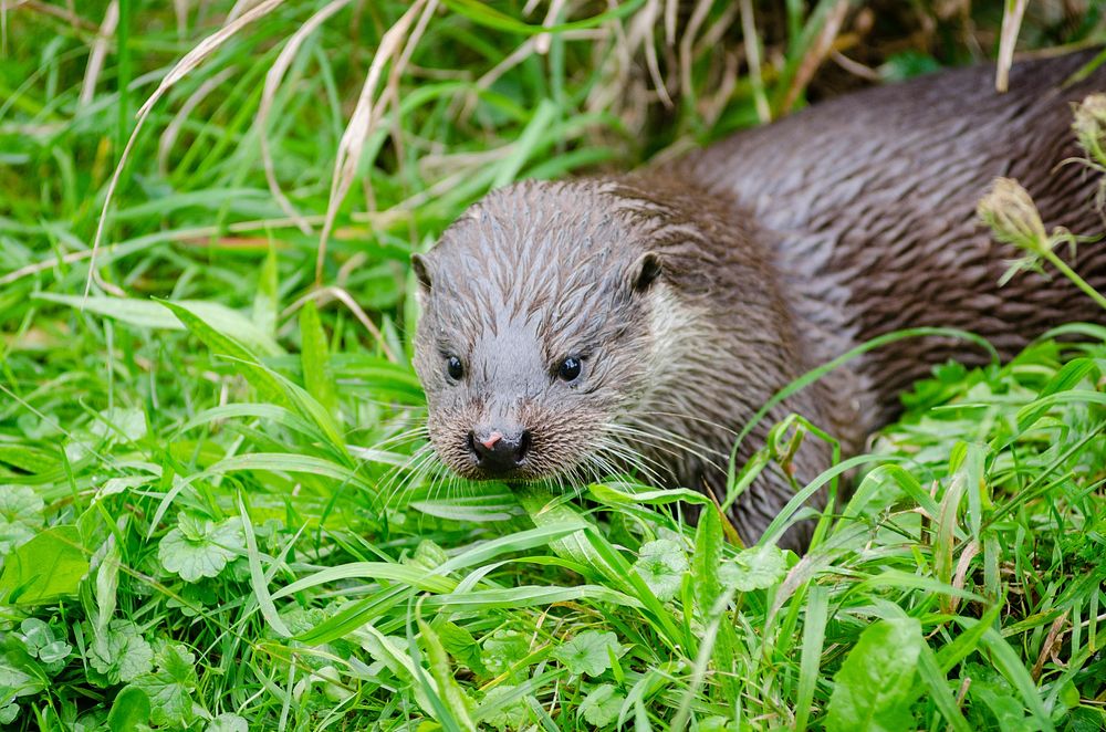 Cute otter, animal background. Free public domain CC0 photo.