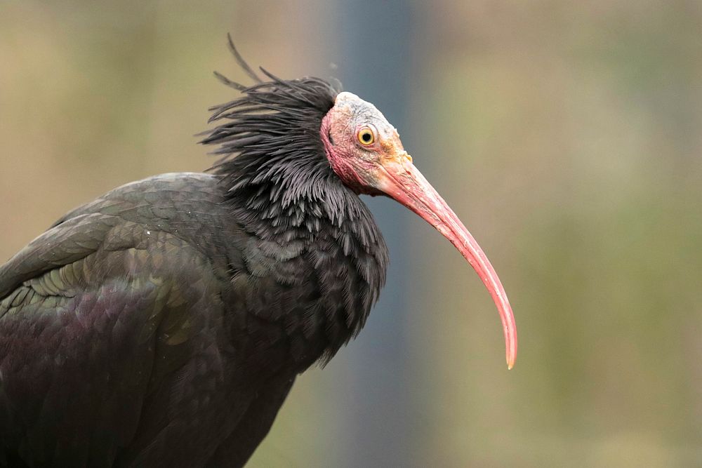 Northern bald ibis, bird photography. Free public domain CC0 image.