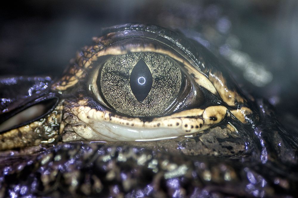 Crocodile eye closeup. Free public domain CC0 image.