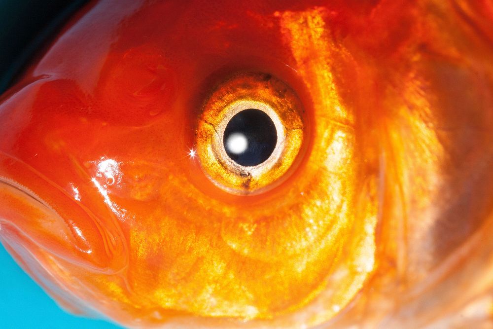 Gold fish face close up. Free public domain CC0 photo.
