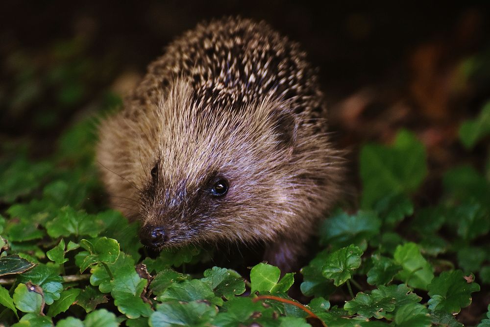 Cute hedgehog, animal image. Free public domain CC0 photo.