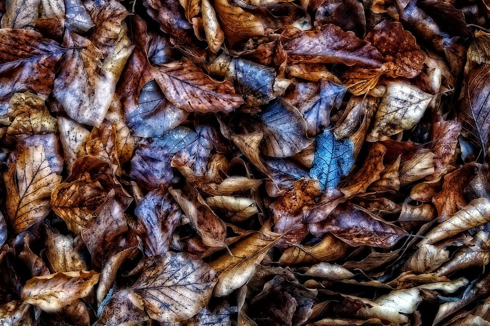 Autumn leaves background. Free public domain CC0 image.