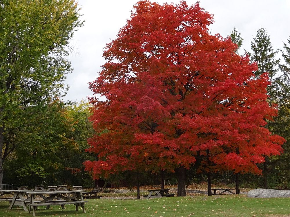 Beautiful Autumn tree background. Free public domain CC0 photo.