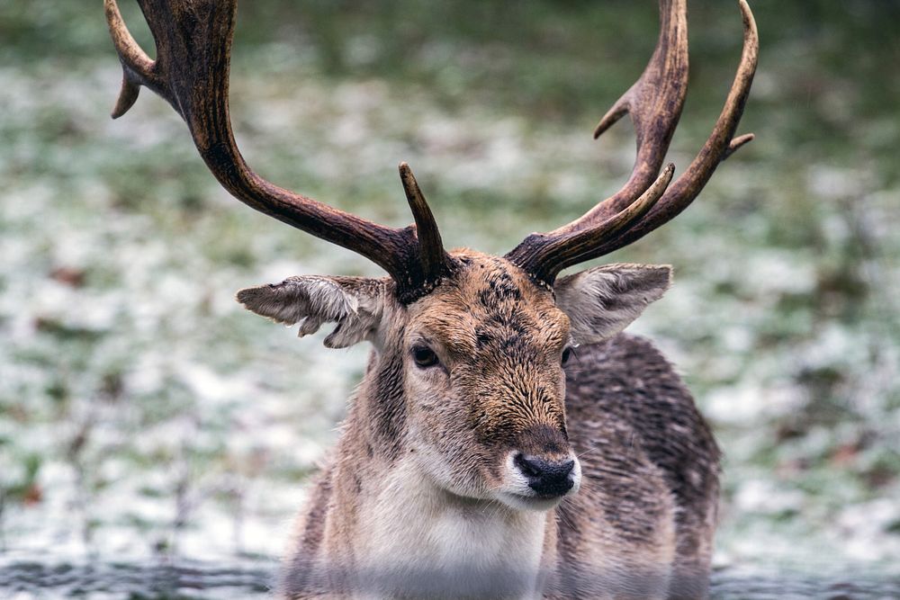 Deer, animal, wildlife background. Free public domain CC0 photo.