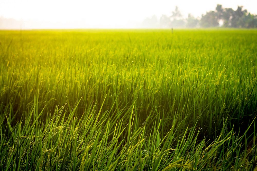 Rice filed in Thailand. Free public domain CC0 photo
