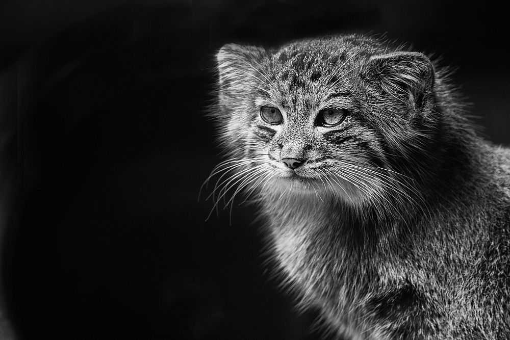 Lynx, wild cat background. Free public domain CC0 photo.