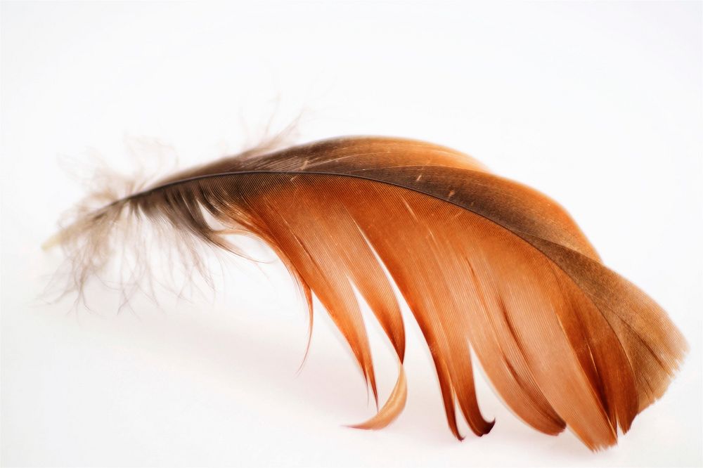 Brown feather. Free public domain CC0 photo.