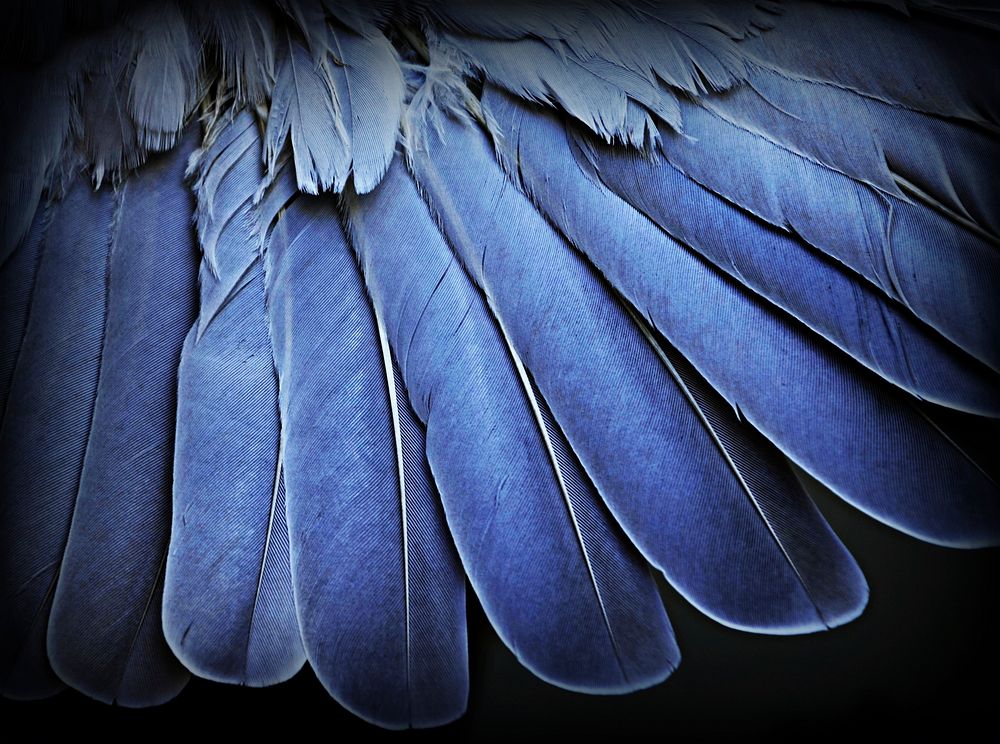 Blue bird feathers. Free public domain CC0 photo.