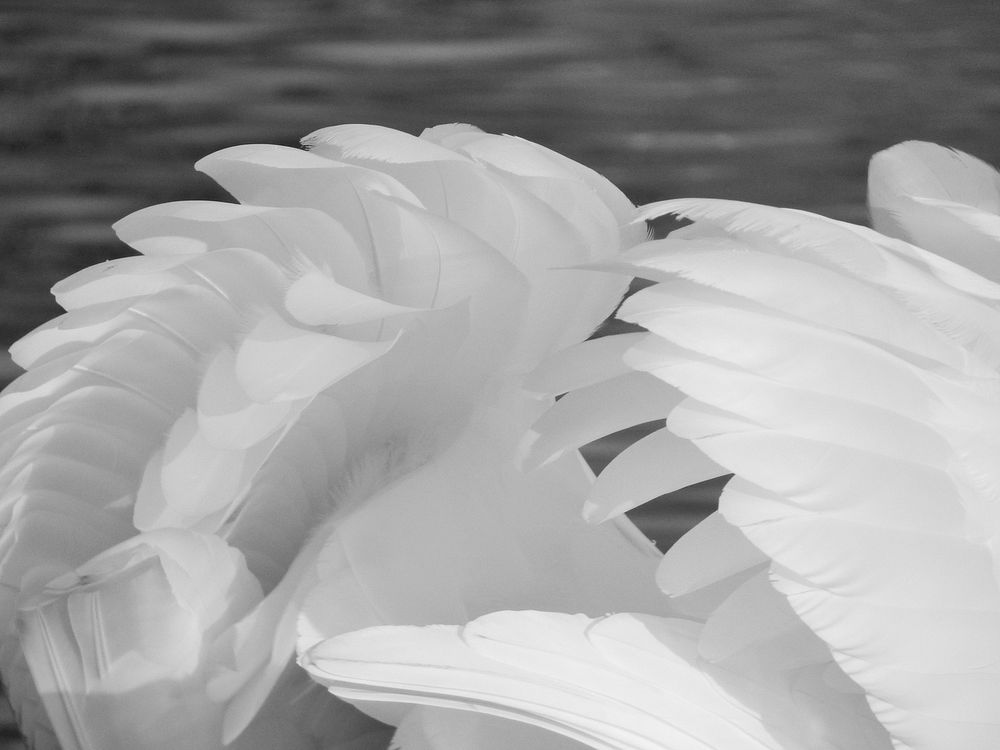 White swan feathers close up. Free public domain CC0 photo.
