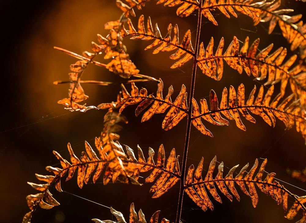 Autumn fern leaves. Free public domain CC0 image.