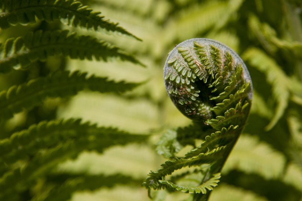 Fiddlehead fern background, macro shot. Free public domain CC0 photo.