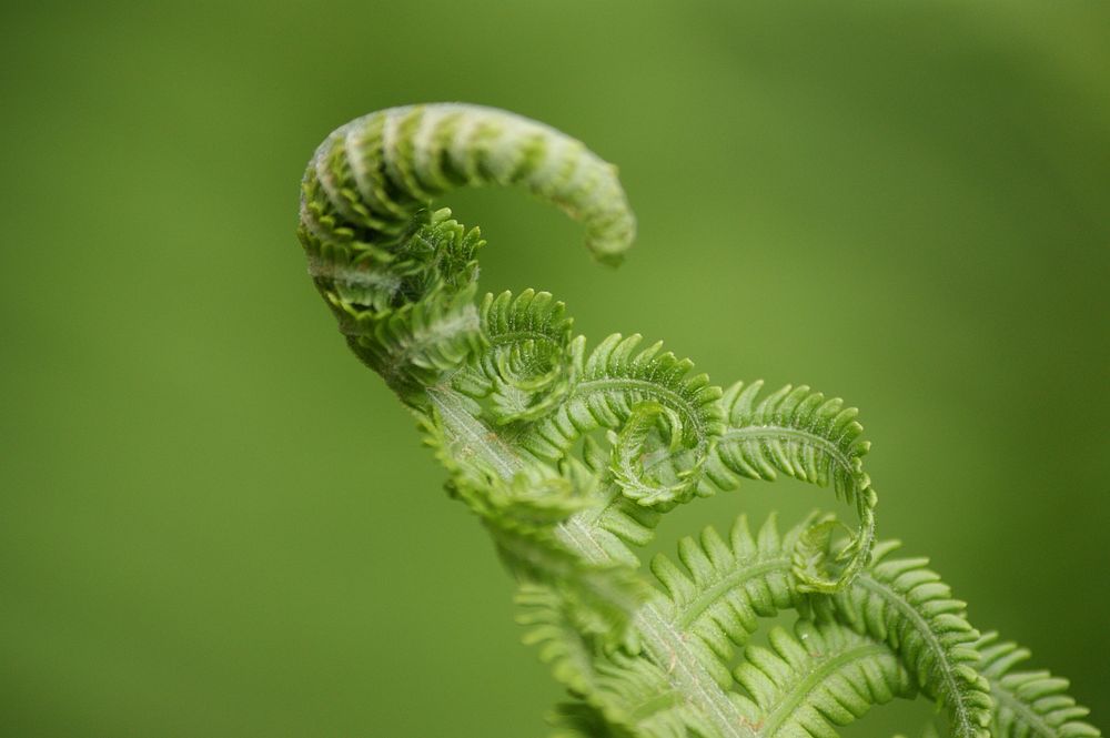 Fiddlehead fern background, macro shot. Free public domain CC0 photo.