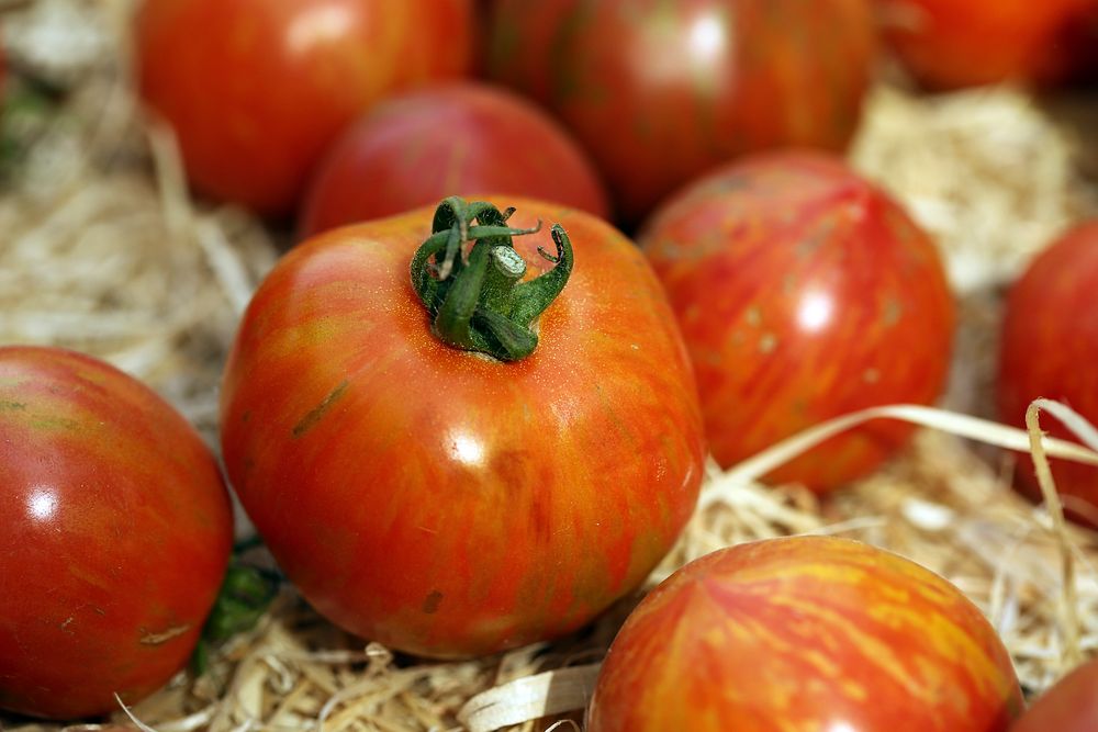 Closeup on cherry tomatoes. Free public domain CC0 image. 