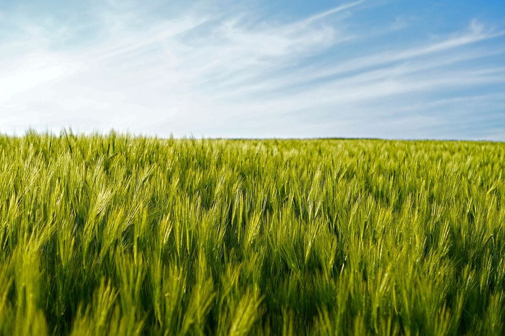 Agricultural wheat field. Free public domain CC0 photo.