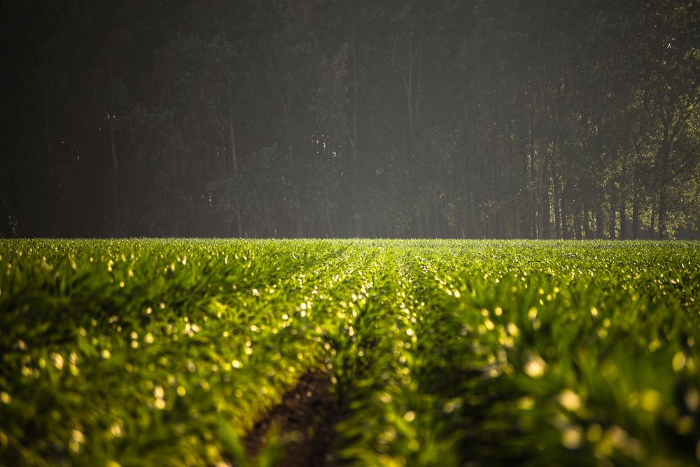 Green field, nature background. Free public domain CC0 photo.