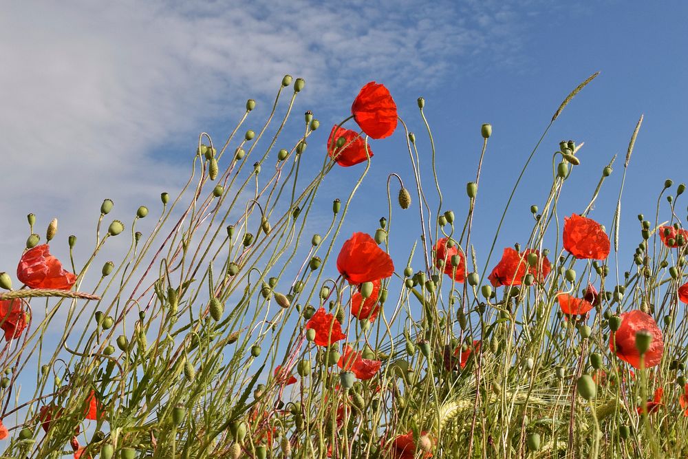 Red poppy background. Free public domain CC0 photo.