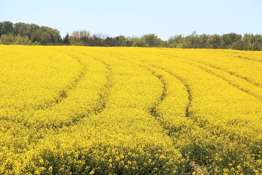 Rape flower. Free public domain CC0 image.