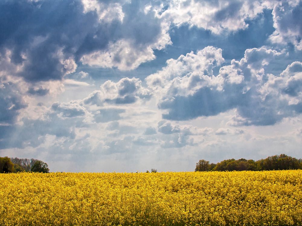 Cloudy sky above flower field. Free public domain CC0 image.