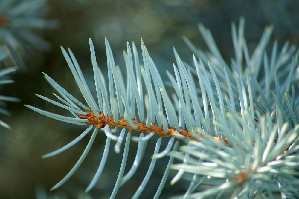 Pine branch, aesthetic nature background. Free public domain CC0 photo.