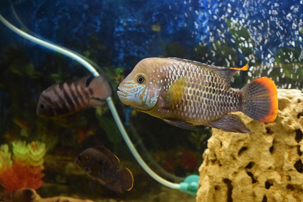 Green terror fish close up. Free public domain CC0 photo.