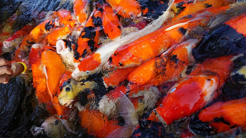 Colorful koi fishes swimming together. Free public domain CC0 photo.