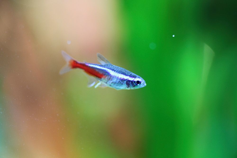 Neon tetra fish close up. Free public domain CC0 photo.