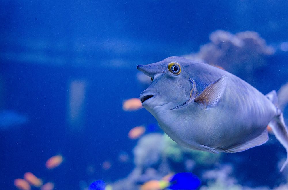 Short nosed unicornfish close up. Free public domain CC0 photo.