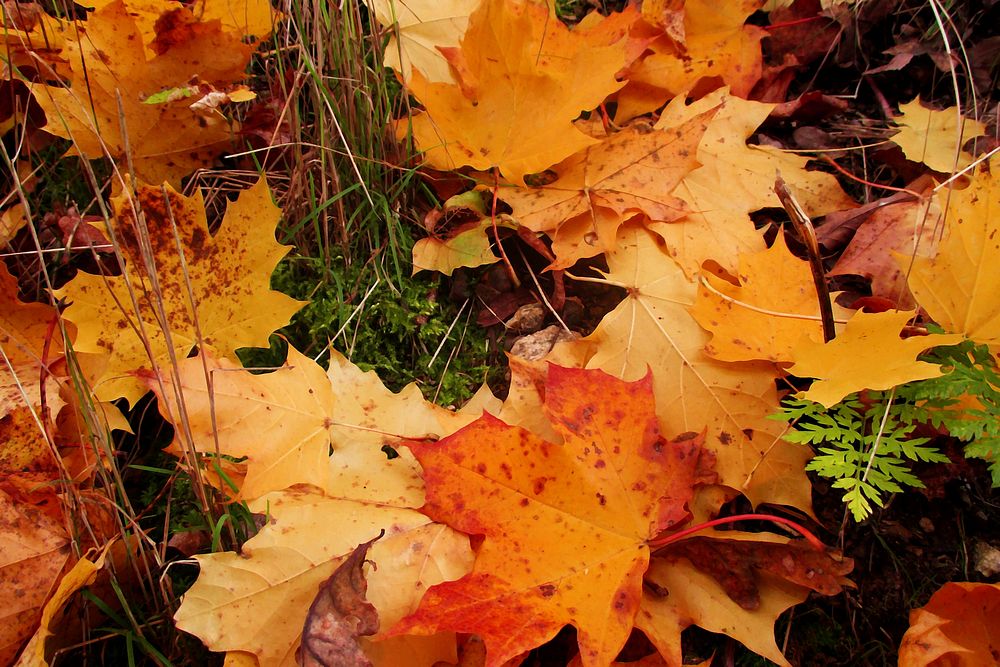 Maple leaf, Autumn seasonal background. Free public domain CC0 photo.