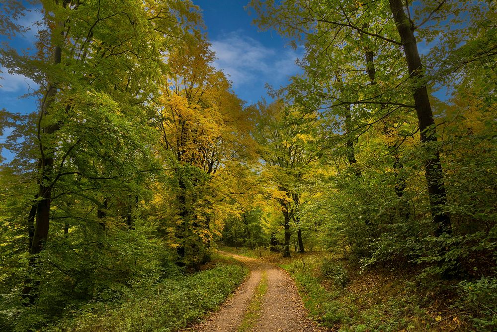 Beautiful Autumn forest background. Free public domain CC0 photo.