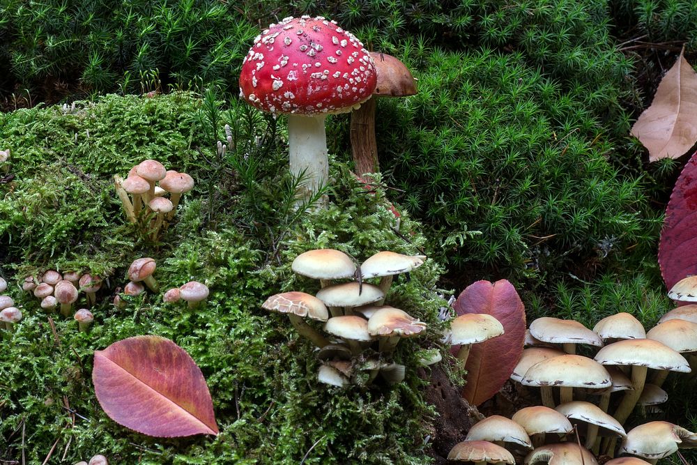 Poisonous mushroom with a red hat in the grass. Free public domain CC0 photo.