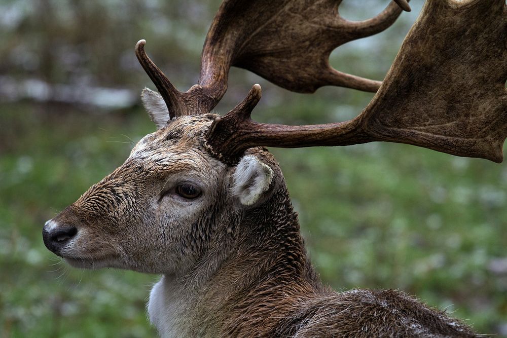 Deer, animal, wildlife background. Free public domain CC0 photo.