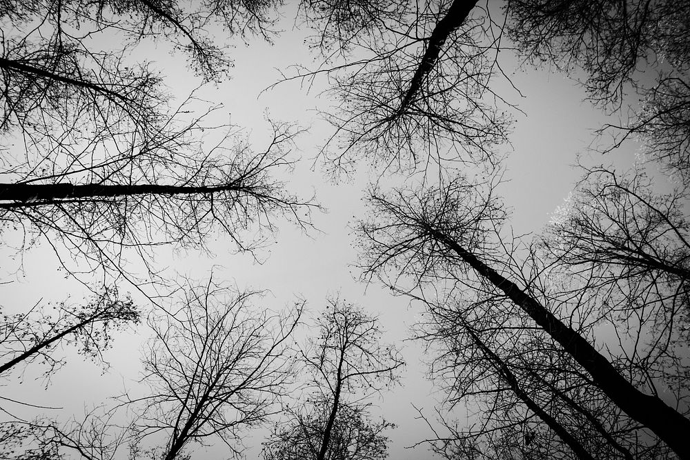 Tree branches against grey sky. Free public domain CC0 image.