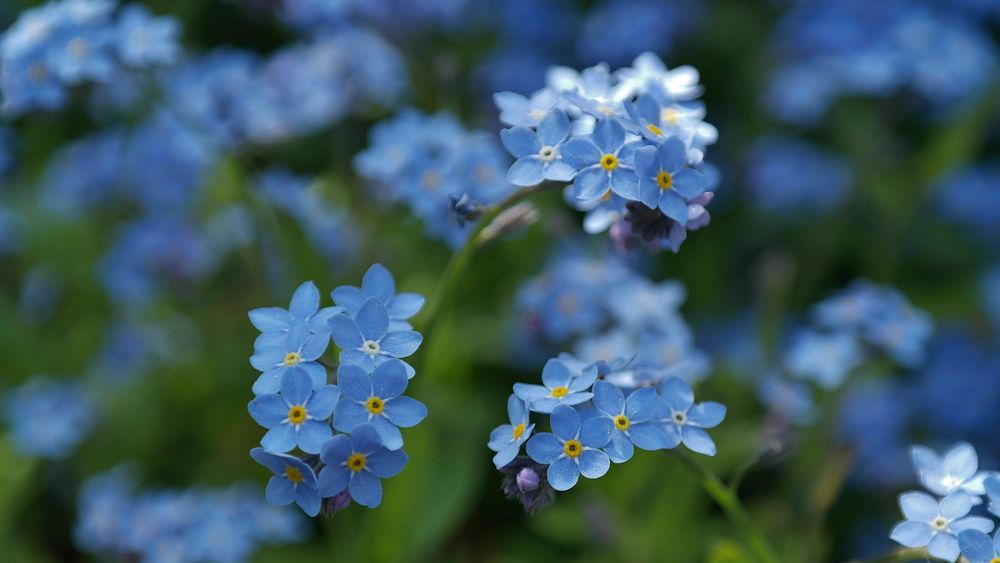 Forget me not desktop wallpaper. Free public domain CC0 photo.