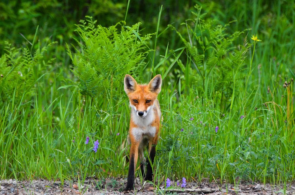 Fox standing on grass. Free public domain CC0 photo.