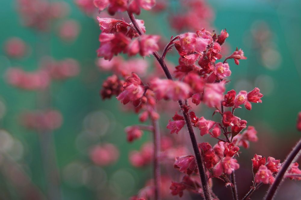 Coral bells background. Free public domain CC0 image.