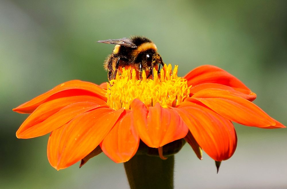 Bumblebee and orange flower background. Free public domain CC0 photo.