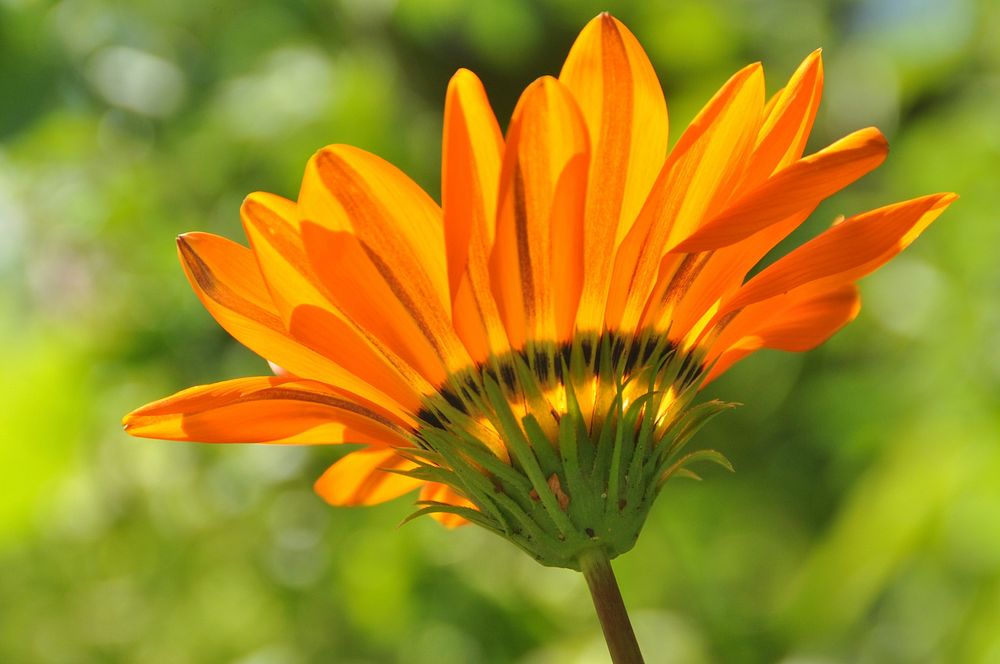 Orange flower background. Free public domain CC0 photo.