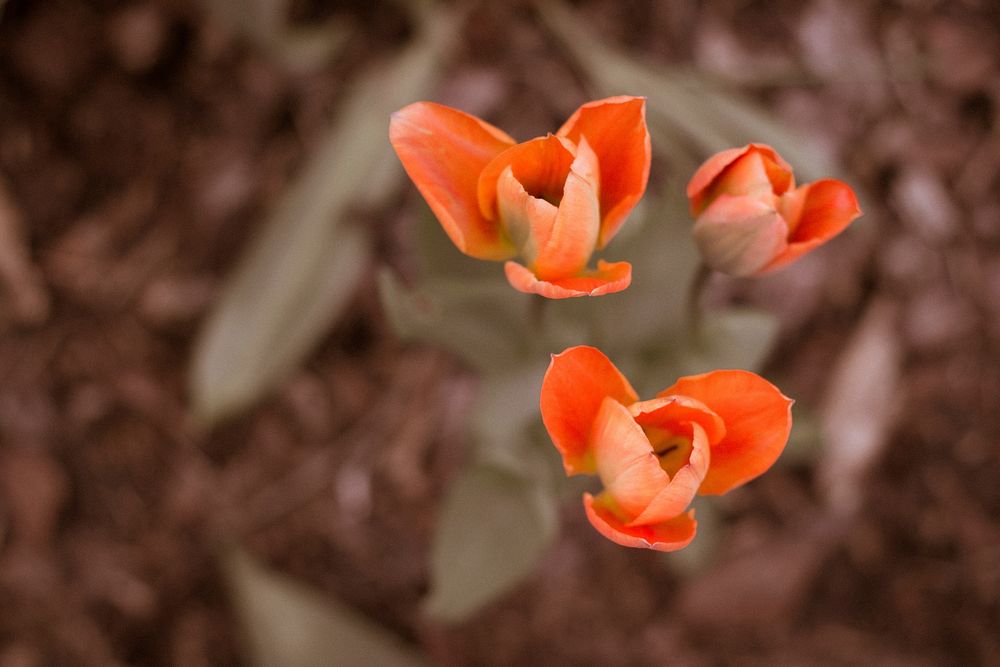 Orange tulip flower closeup. Free public domain CC0 image.