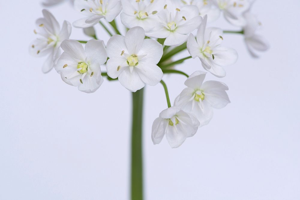 White garlic background.  Free public domain CC0 photo.