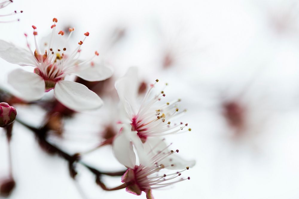 White cherry blossom background. Free public domain CC0 image.