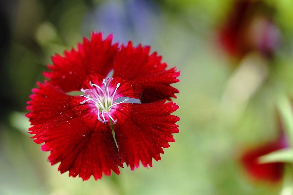 Red flower background. Free public domain CC0 image.