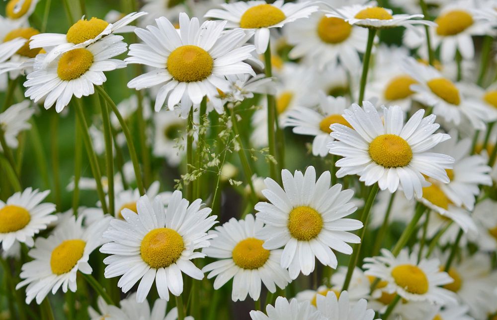 White daisy background. Free public domain CC0 image.