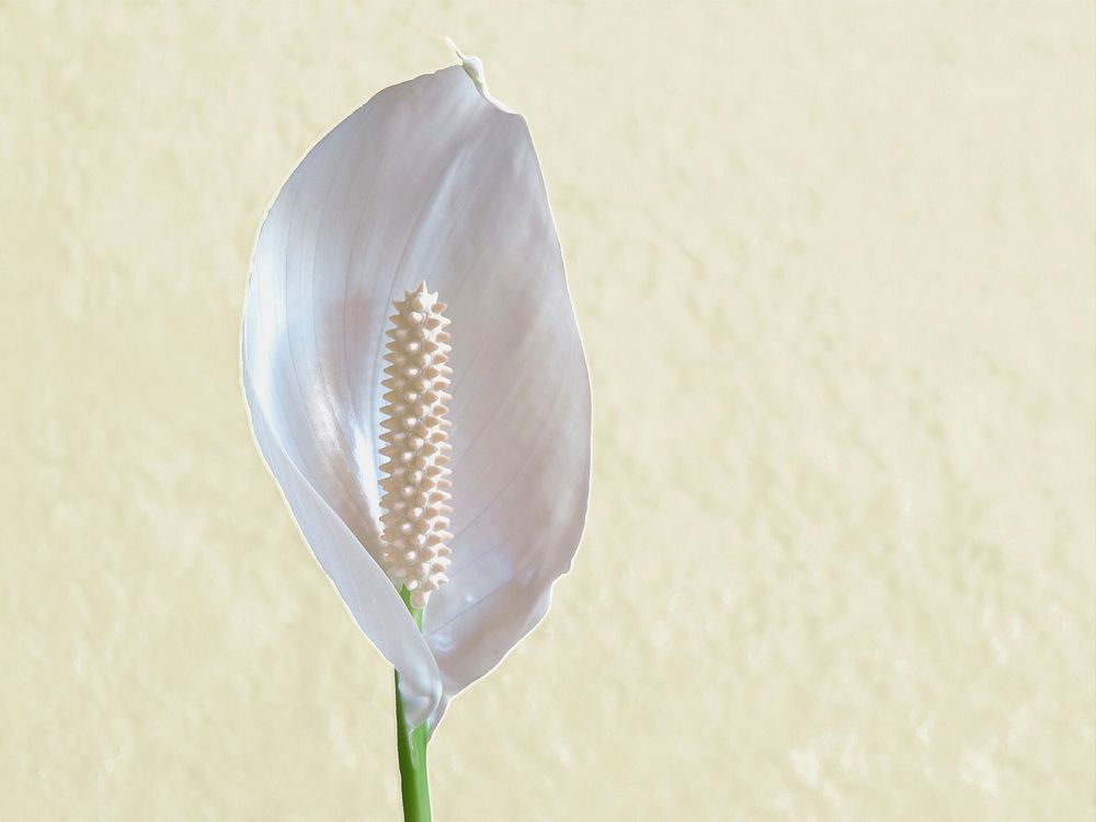 Peace lily background. Free public domain CC0 image.
