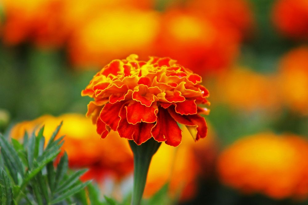 Marigold background. Free public domain CC0 photo.