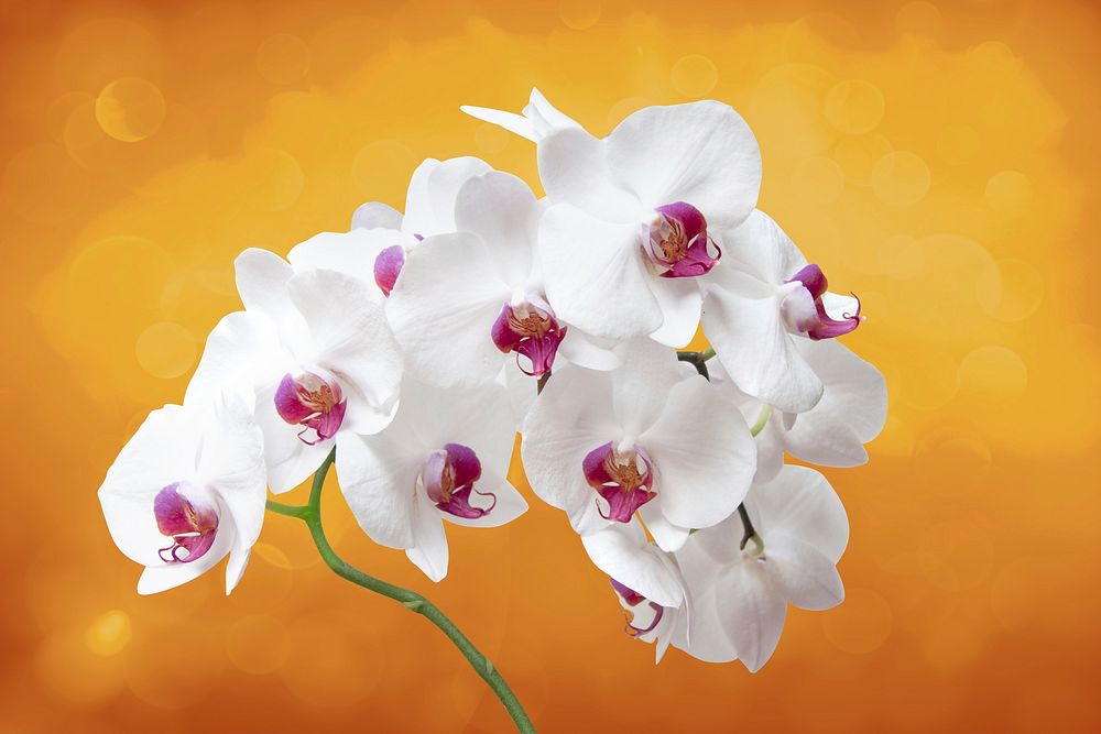 White orchid background. Free public domain CC0 image.